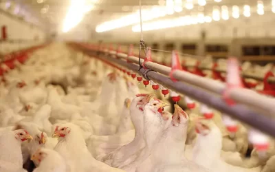 csm_How-to-improve-poultry-drinking-water-quality-with-acidification_6bedb689dd